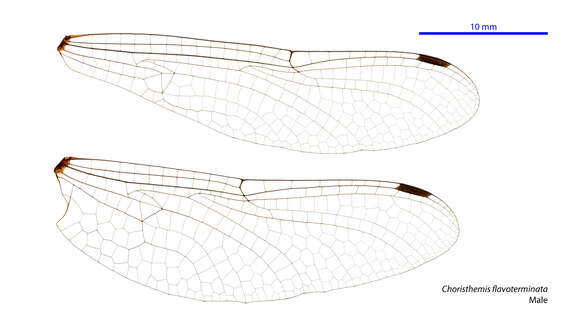 Image de Choristhemis Tillyard 1910