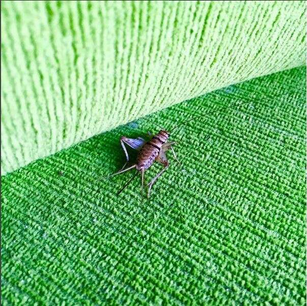 Image of Tropical House Cricket