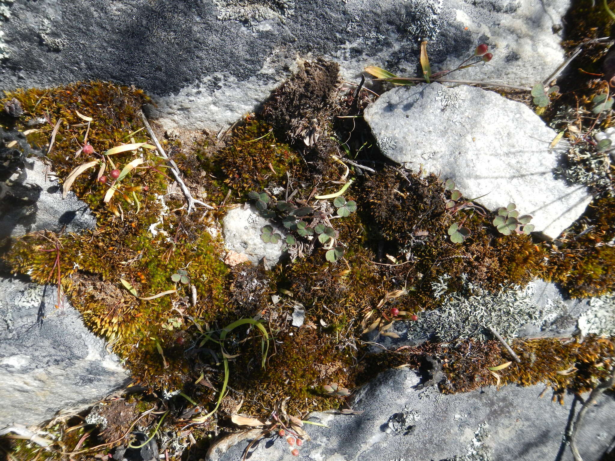 Image of Oxalis eckloniana C. Presl