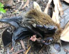 Image of greater short-nosed fruit bat