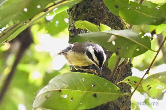 Image of Red-tailed Minla