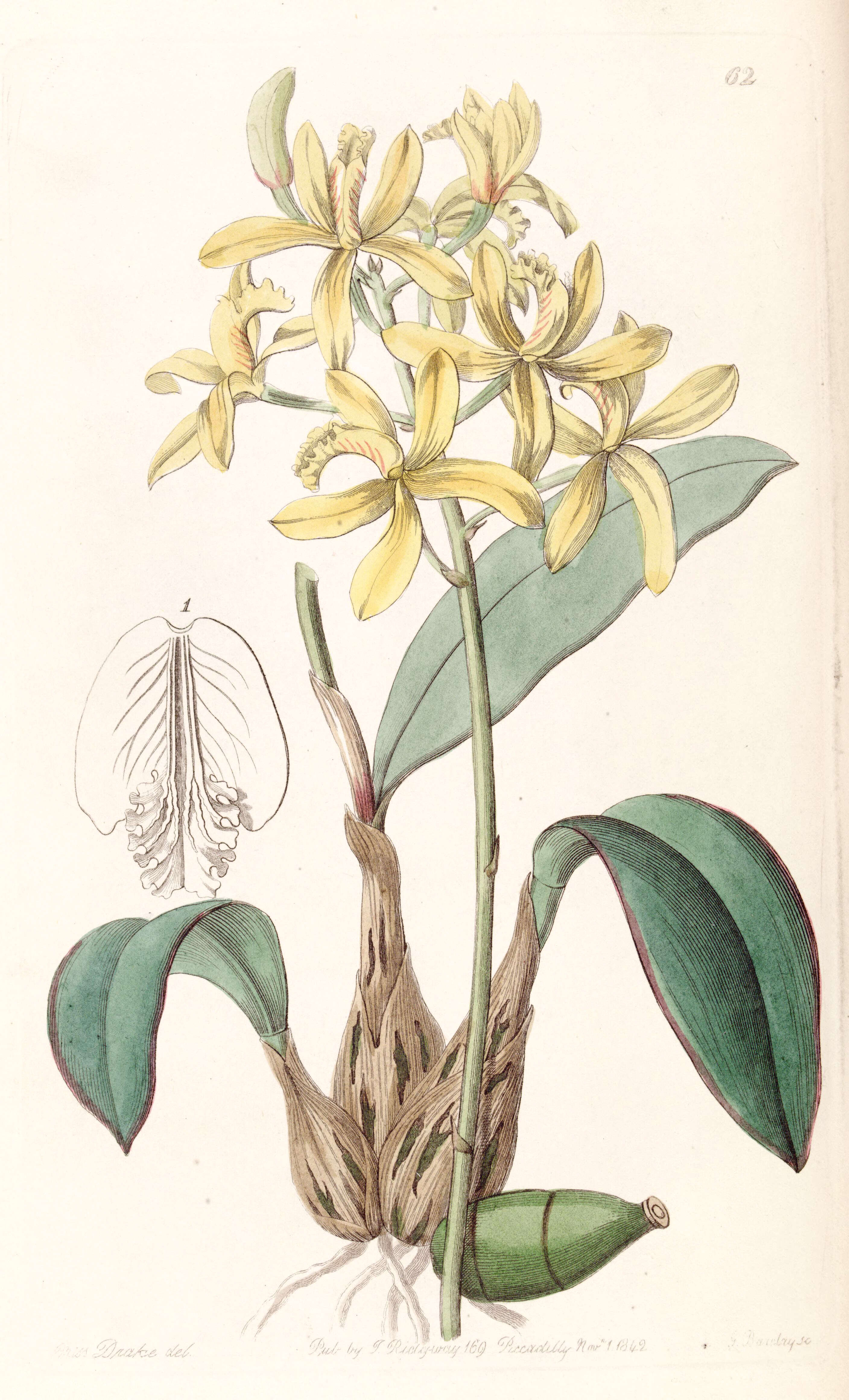 Image of Cattleya crispata (Thunb.) Van den Berg