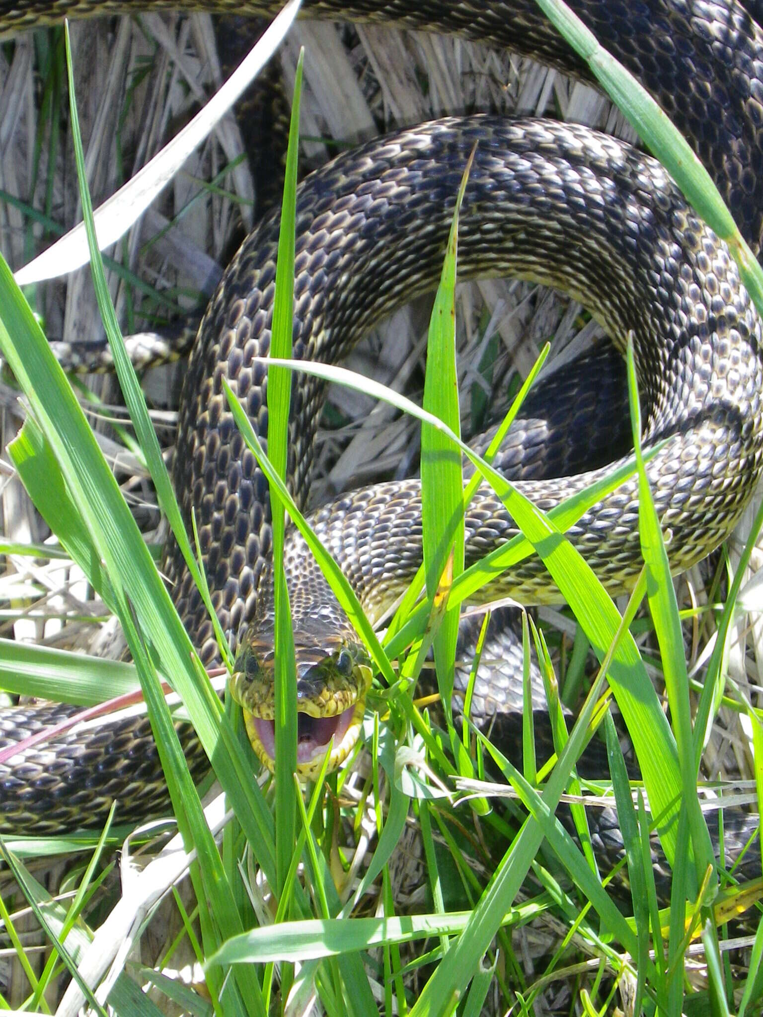 Image of East-Four-lined Ratsnake