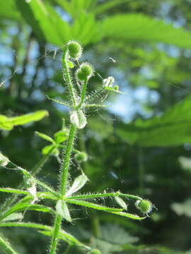 Image of Goosegrass