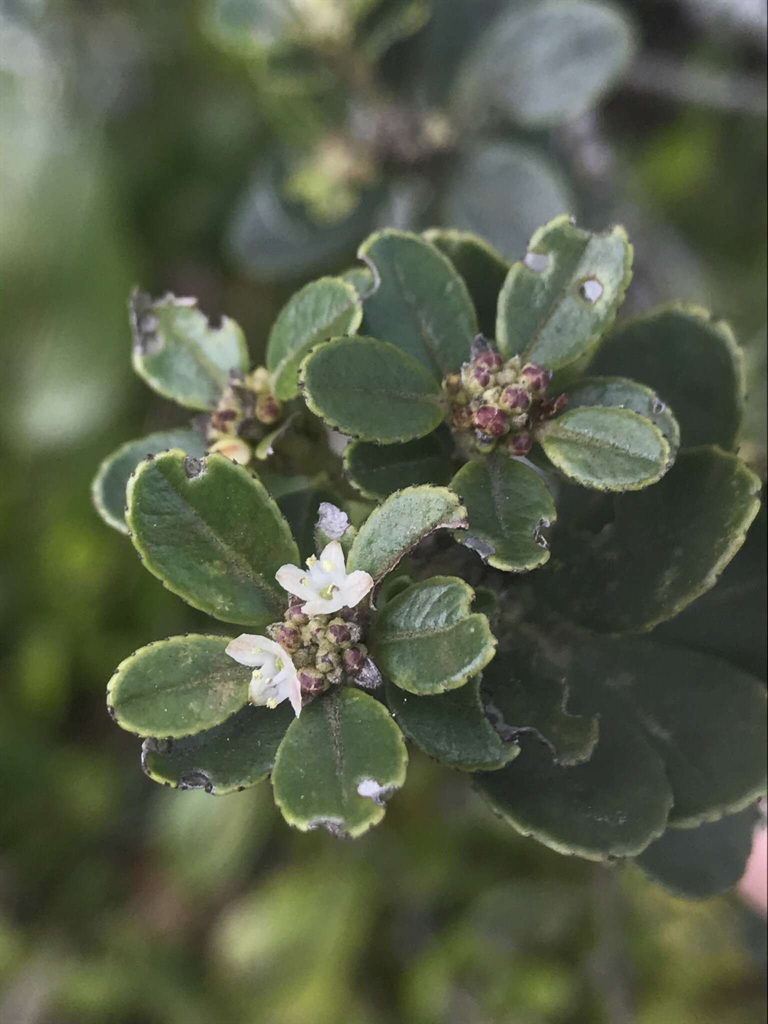 Image of Ilex kunthiana Triana