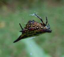 Image of Gasteracantha thomasinsulae Archer 1951