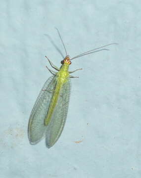 Image of Goldeneyed Lacewing