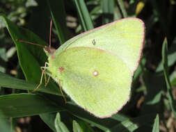 Image of Scudder's Sulphur