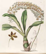 Imagem de Grammatophyllum scriptum (L.) Blume