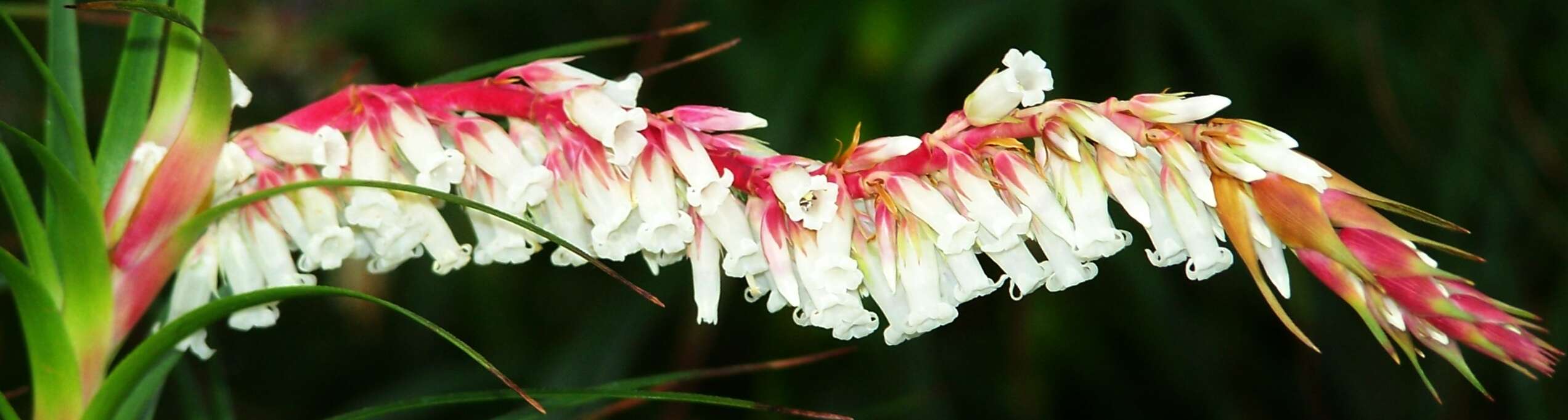 Image of Dracophyllum secundum R. Br.