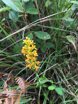 Image of Crested Yellow Orchid