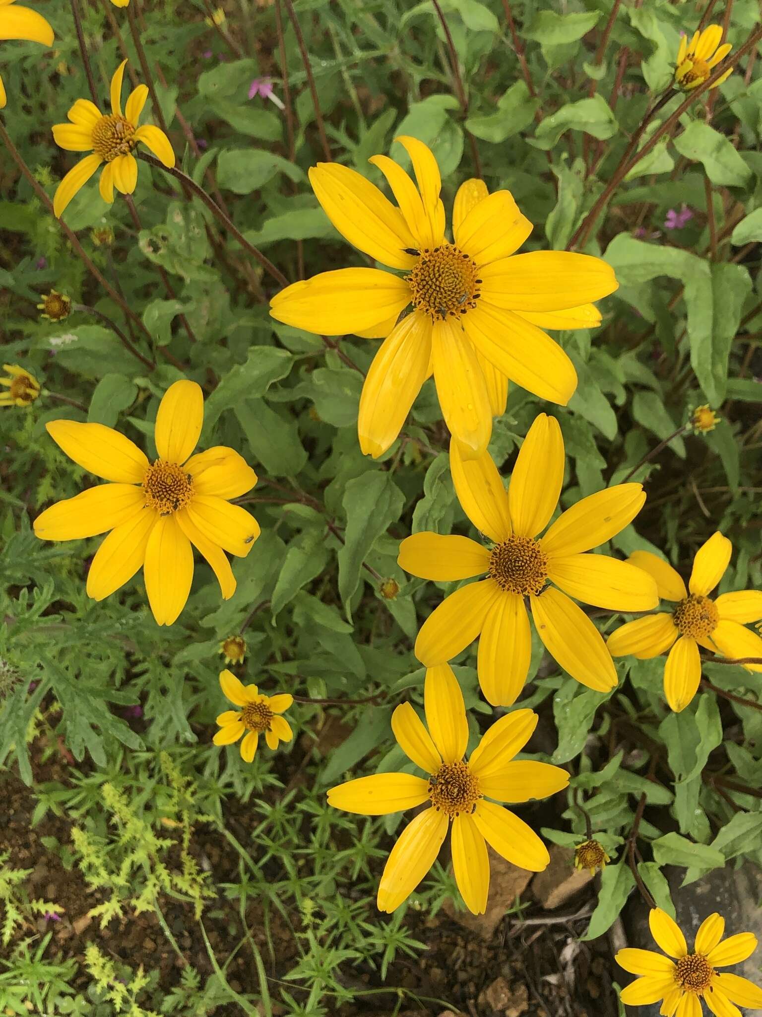 Image of mountain oxeye