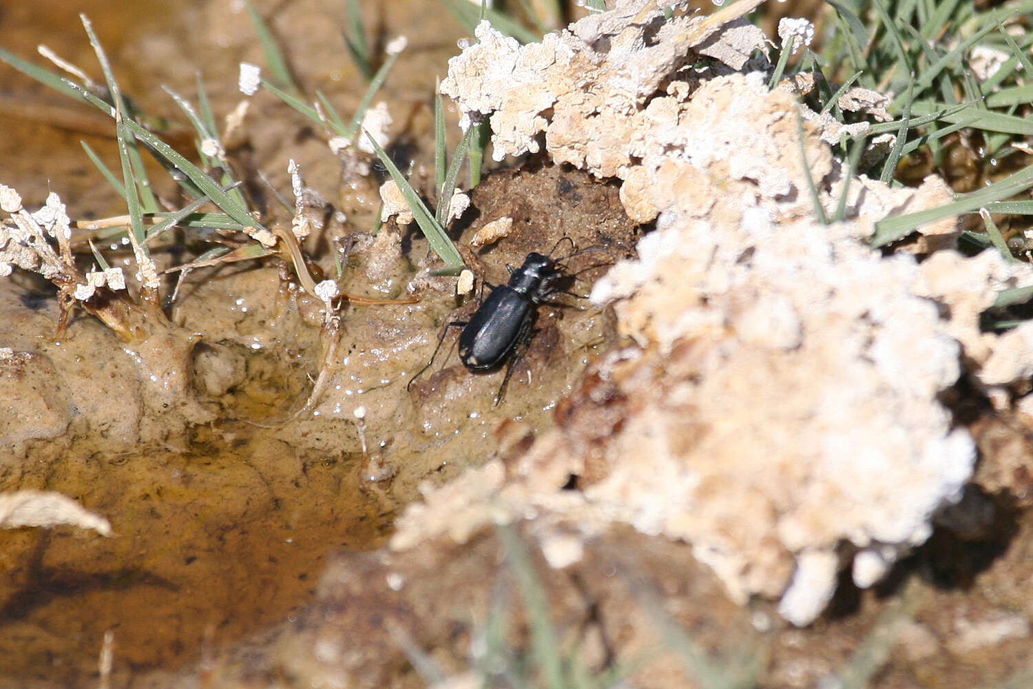 Image of Cicindela (Cicindelidia) amargosae Dahl 1939