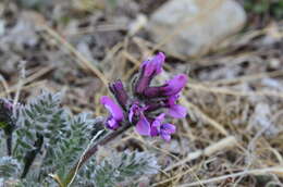 Image de Oxytropis wrangelii Jurtzev