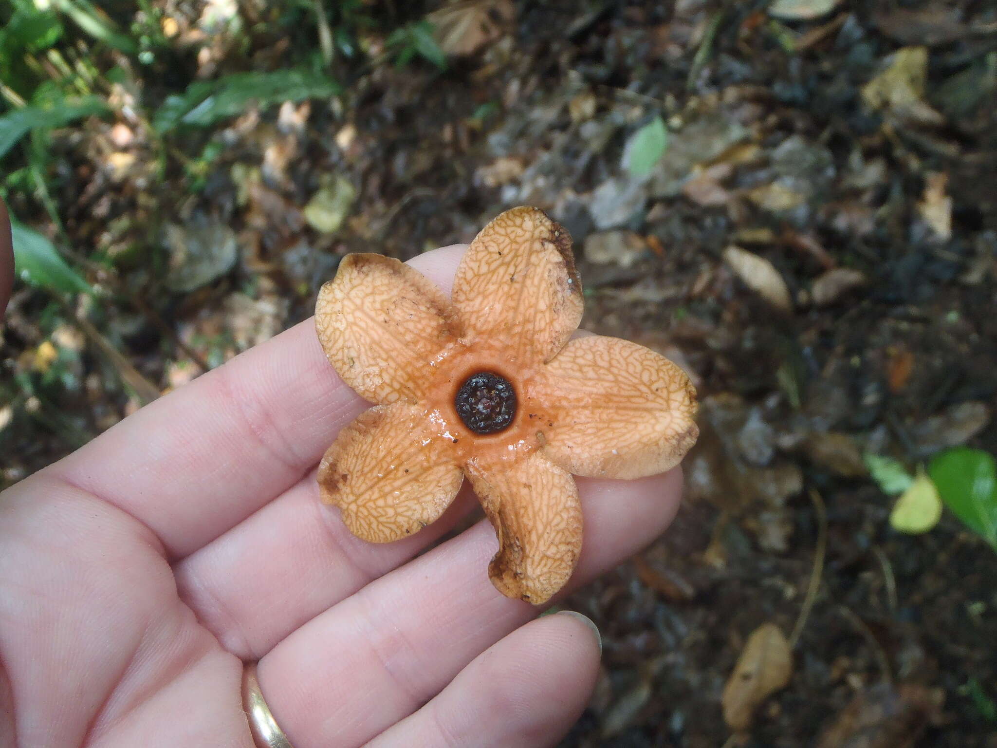 Sivun Matelea magnifolia (Pittier) R. E. Woodson kuva