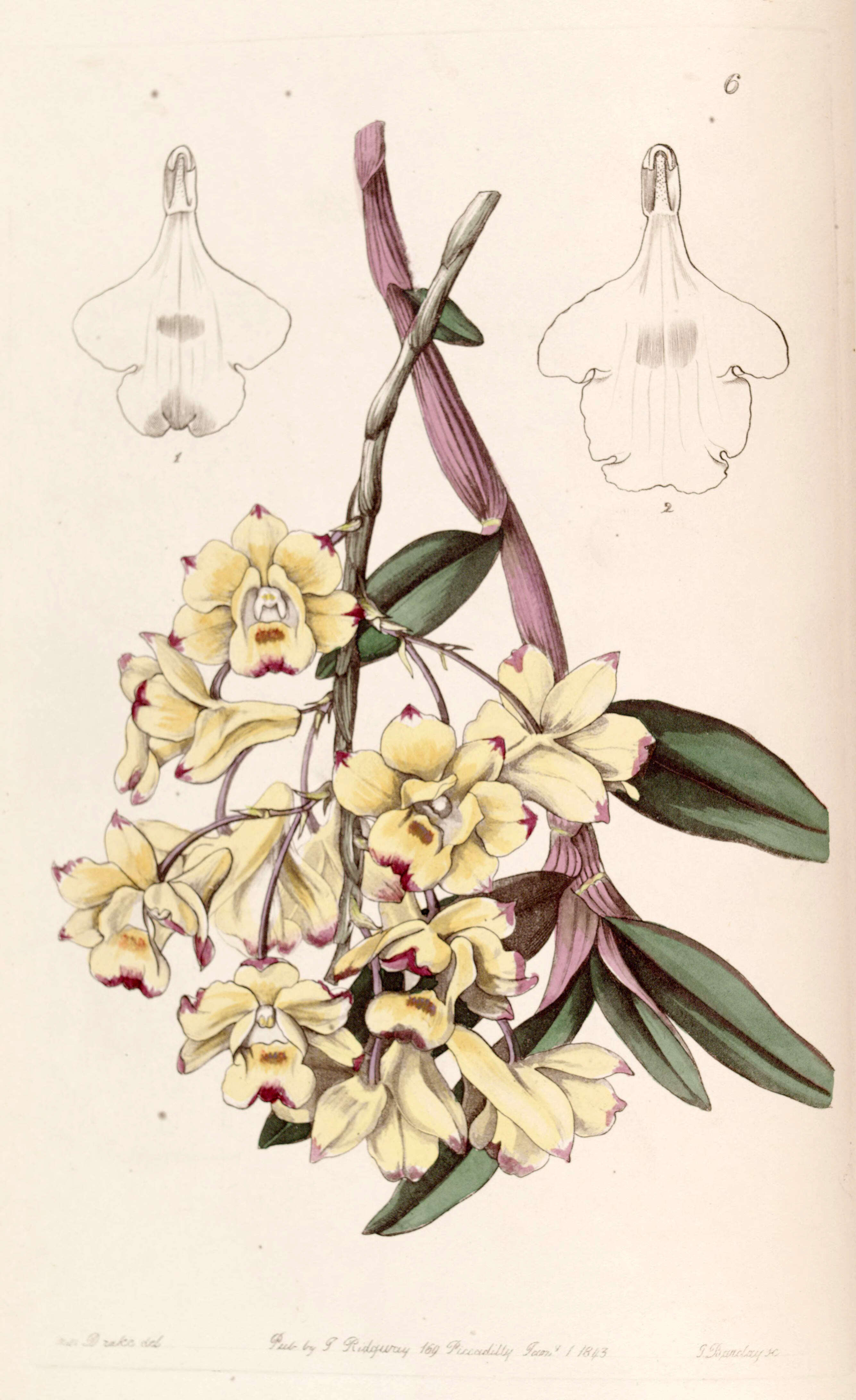 Image of Dendrobium sanguinolentum Lindl.