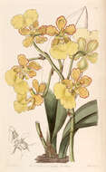 Image of Trichocentrum bicallosum (Lindl.) M. W. Chase & N. H. Williams