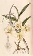 Imagem de Dendrobium heterocarpum Wall. ex Lindl.