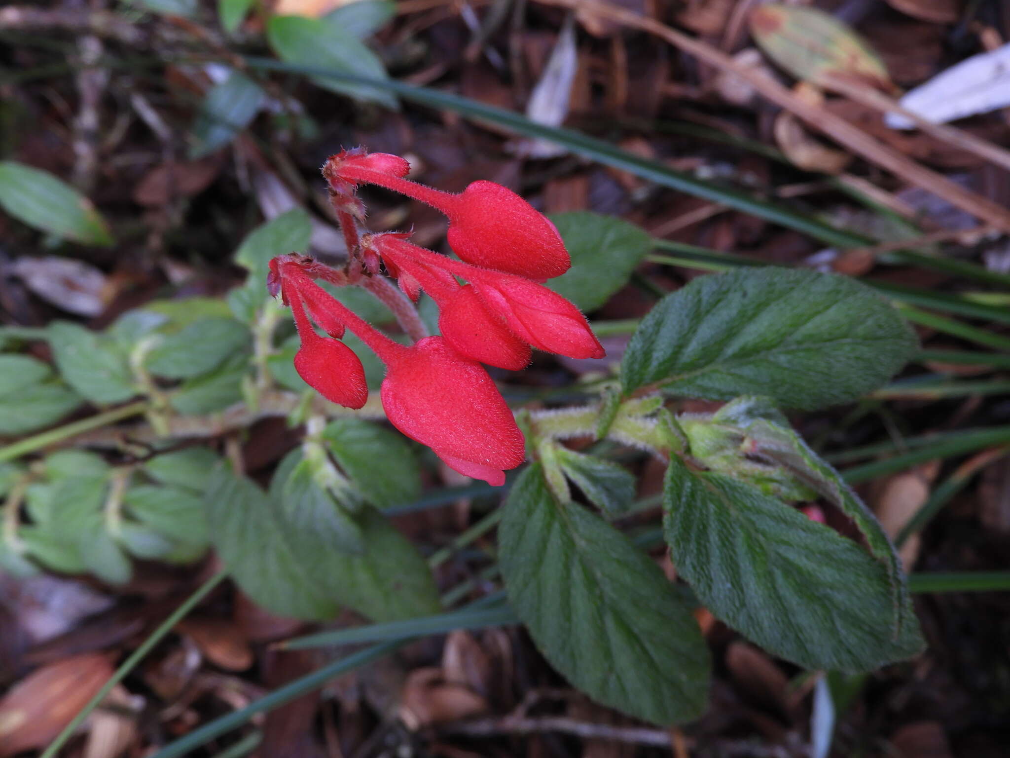 Слика од Begonia ferruginea L. fil.