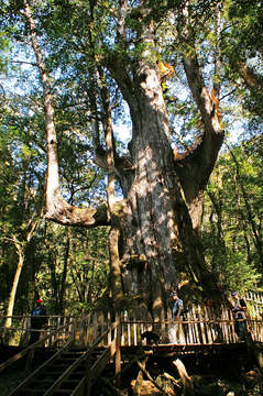 Image of Formosan Cypress