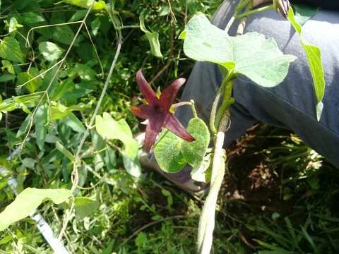 Sivun Matelea petiolaris (A. Gray) R. E. Woodson kuva