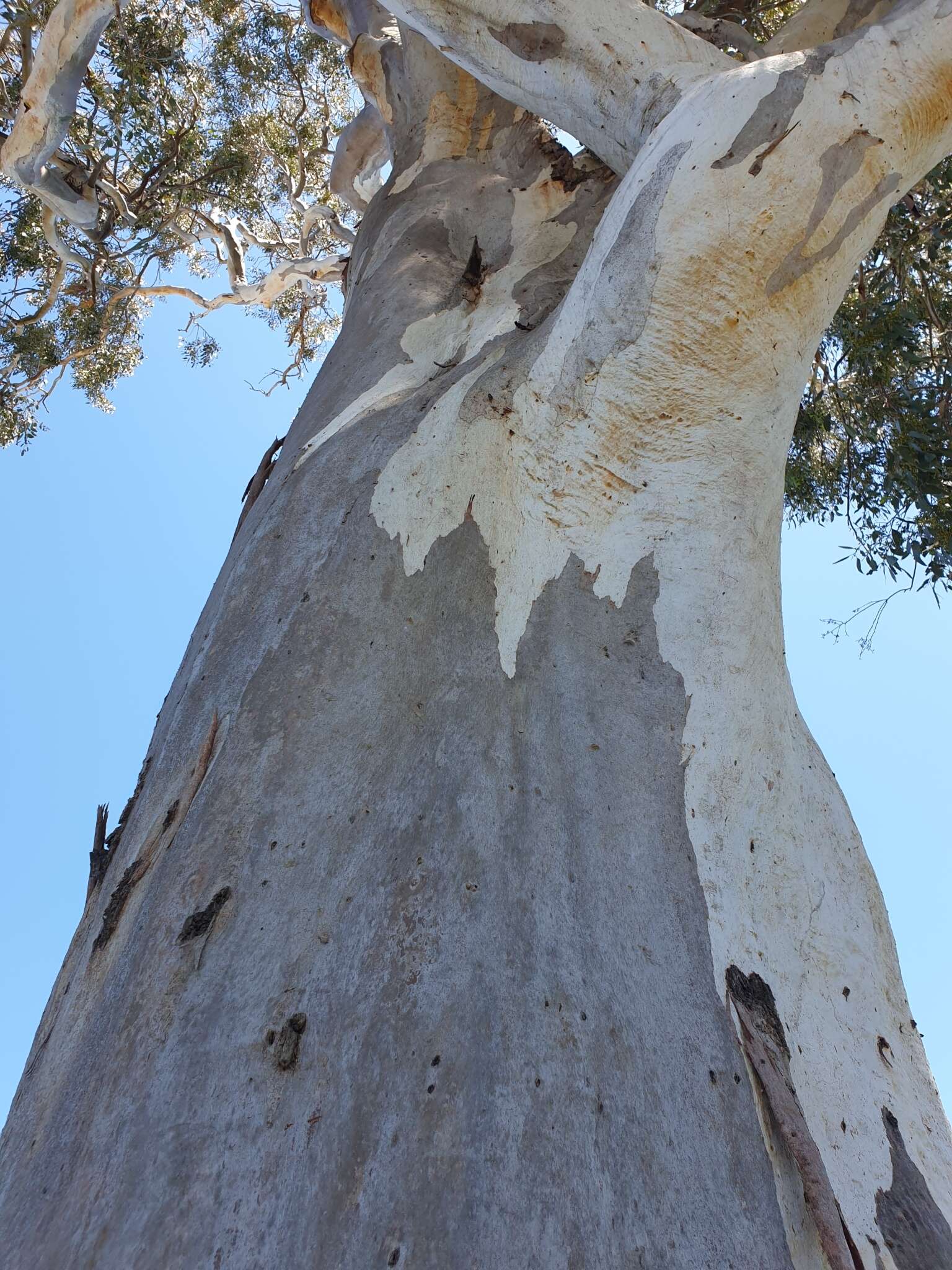 Image of Blakely's Red Gum