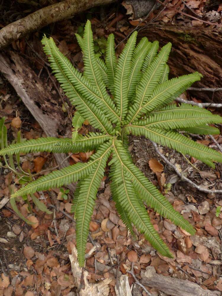 Image of Sticherus cunninghamii (Hew. ex Hook.) Ching