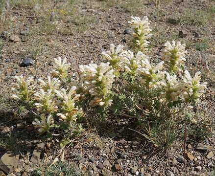 Image of Panzerina lanata (L.) Soják