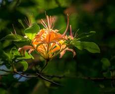 Image of flame azalea