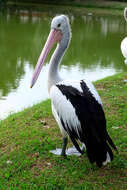 Image of Australian Pelican