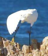 Sivun Egretta garzetta garzetta (Linnaeus 1766) kuva