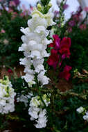 Plancia ëd Antirrhinum majus L.