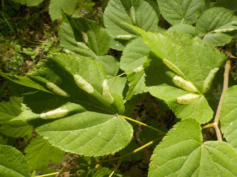 Image of Phyllonorycter issikii (Kumata 1963)