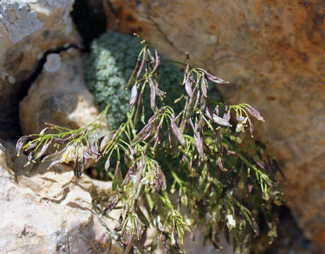 Image de Draba mollissima Steven