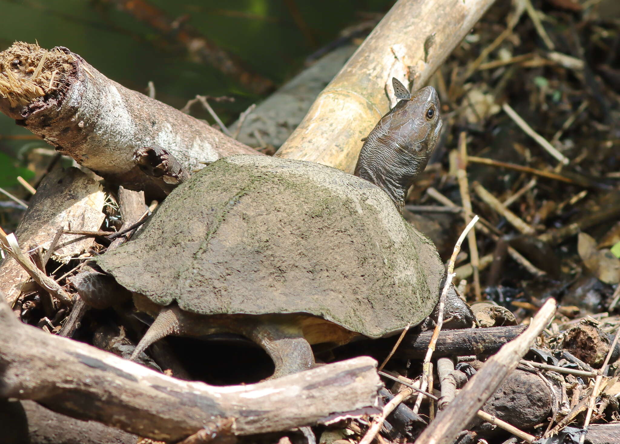 Image of Oldham’s Leaf Turtle