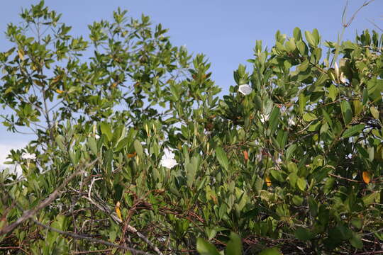 Image of Mangrovevine