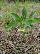 Physalis virginiana Mill.的圖片