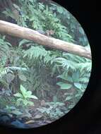 Image of Asian Red-cheeked Squirrel