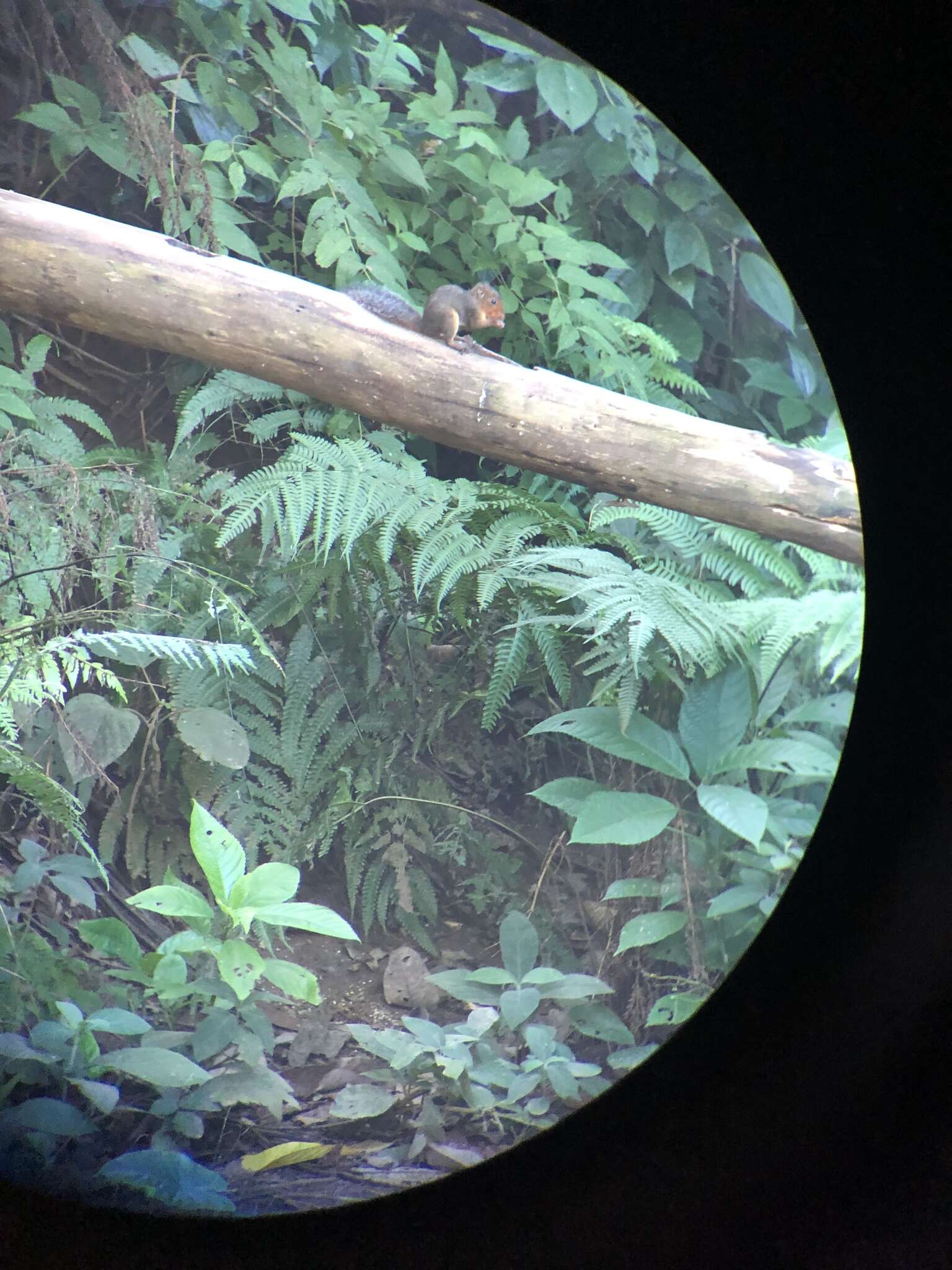 Image of Asian Red-cheeked Squirrel