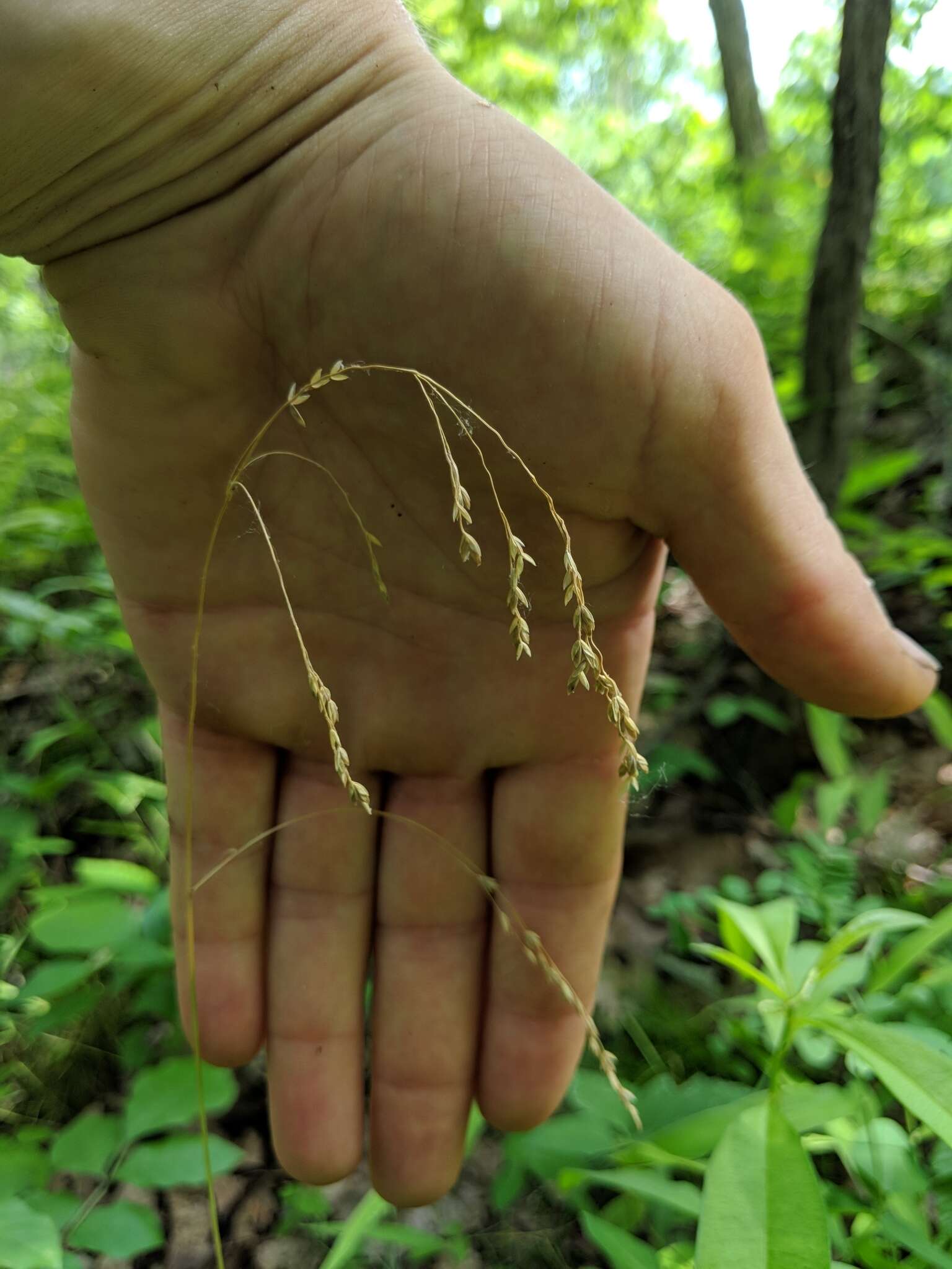 Image of oldpasture bluegrass