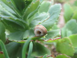 Image of Heath Snail