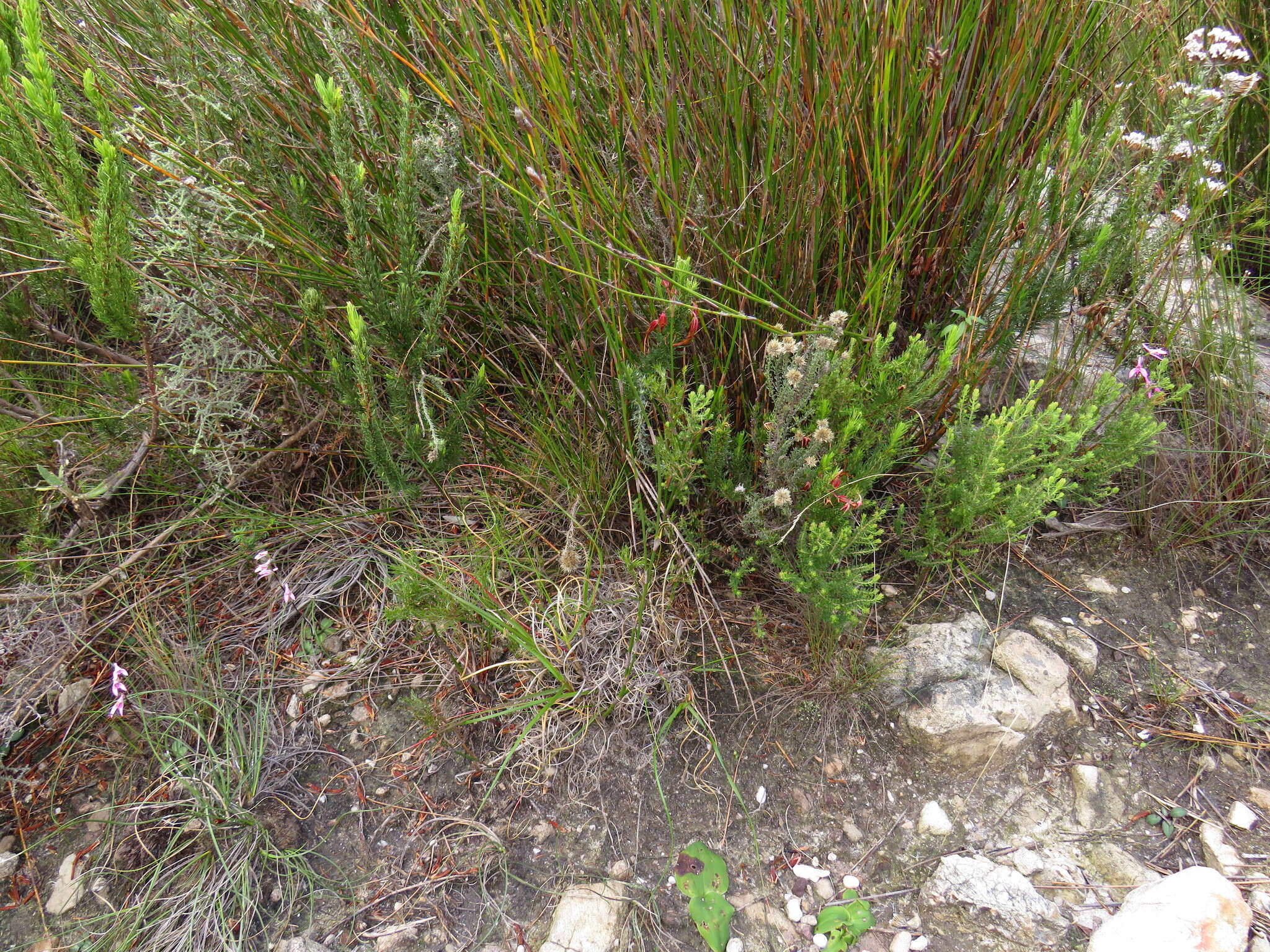 Image of Disa obliqua subsp. clavigera (Lindl.) Bytebier