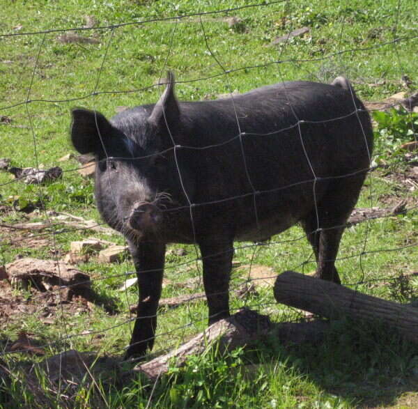 Image of Sus scrofa domesticus