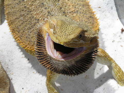 Image of Central bearded dragon