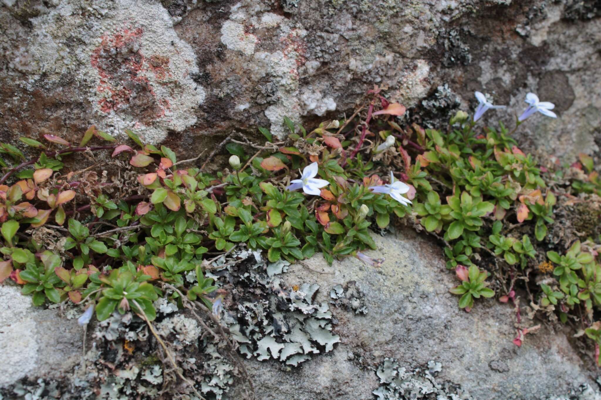 Image of Lobelia boivinii Sond.