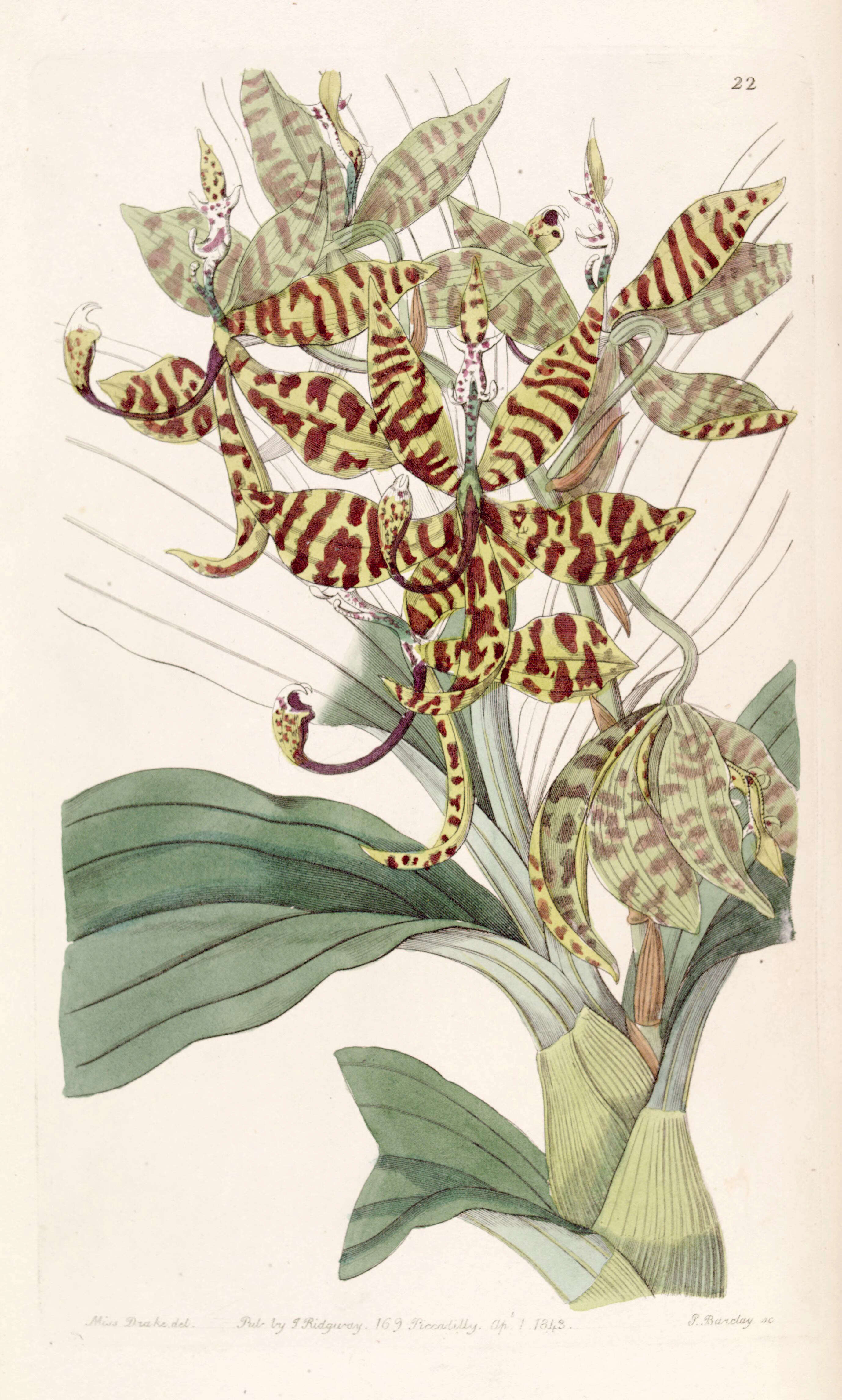Image of Cycnoches pentadactylon Lindl.