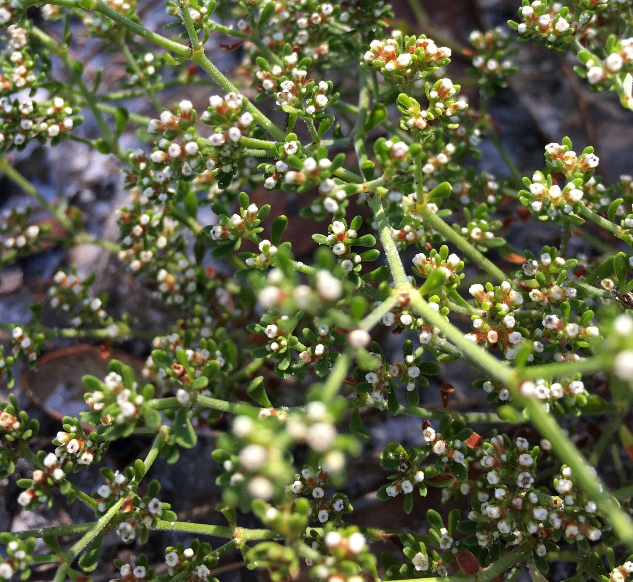 Image of Paronychia discoveryi De Laney