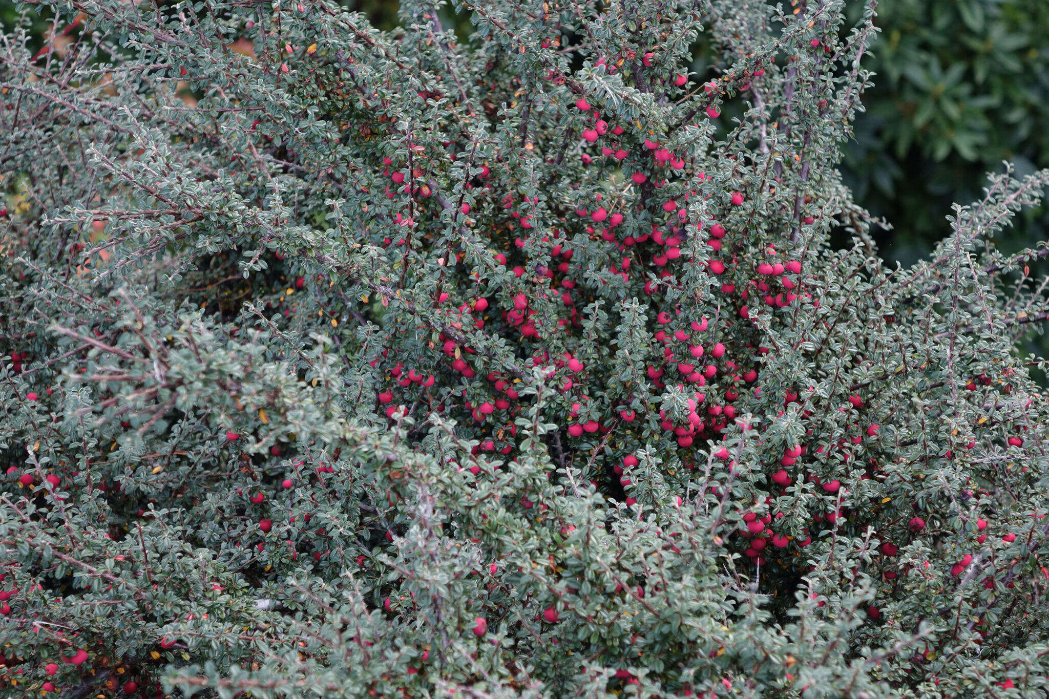 Image of Chinese rockspray