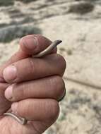 Image of Baja California Legless Lizard