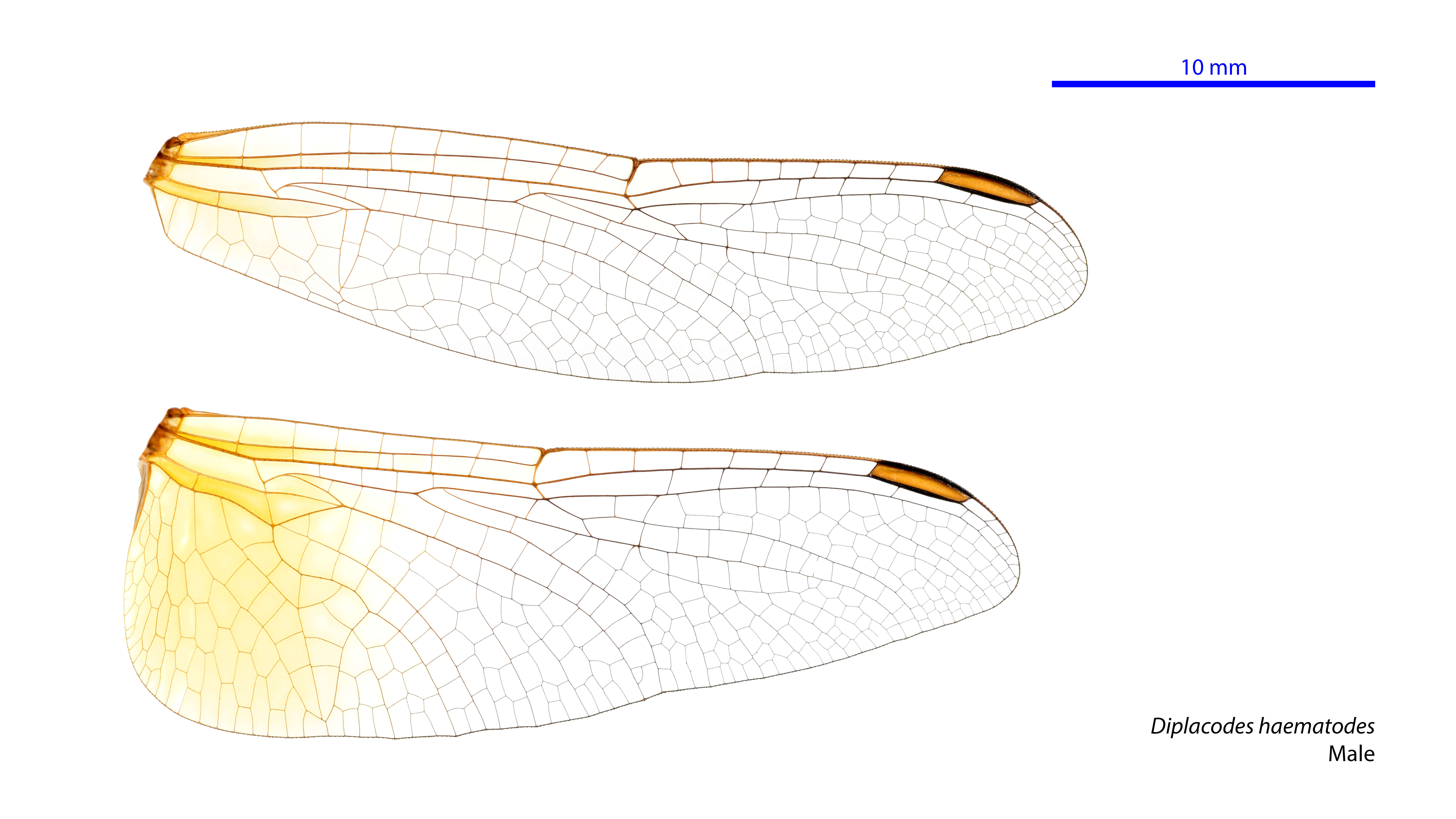 Image of Diplacodes haematodes (Burmeister 1839)